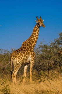 Giraffe