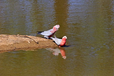 Galah