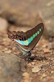 Common Bluebottle