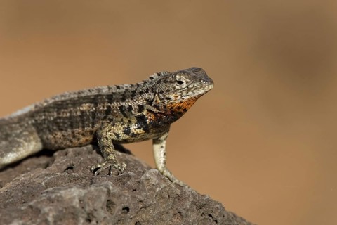 Tropidurus albemarlensis