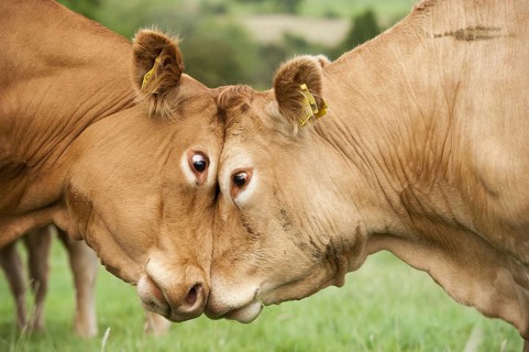Domestic cattle