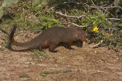 Zeylandicus