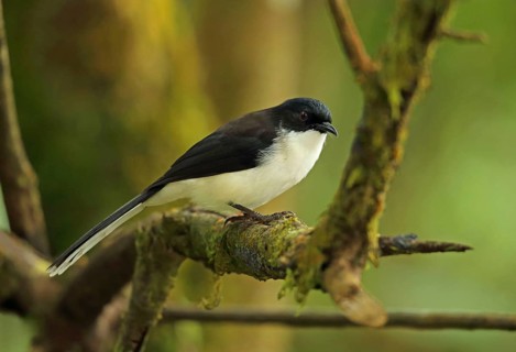 Adult Sibia