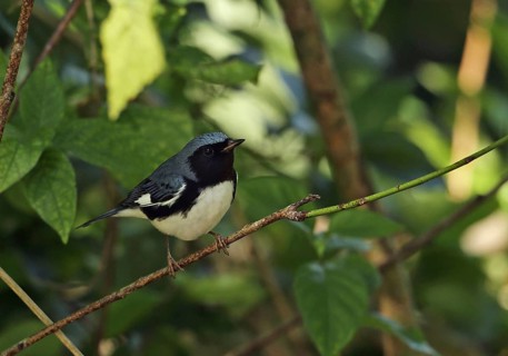 Black-throated Blue Warbler