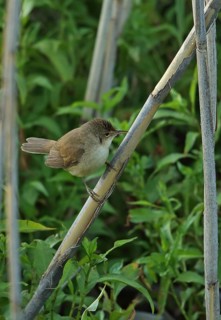 Little Marsh Warbler