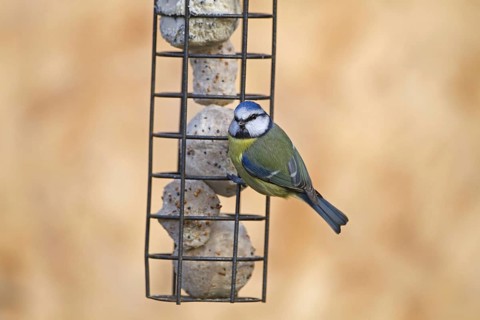 Blue Tit