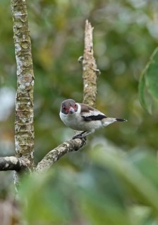 Masked tityra