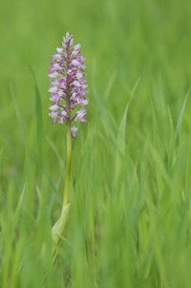 Helm's orchid