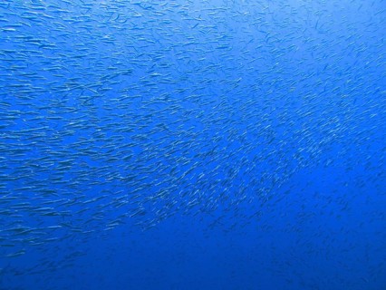 Fusiliers St. Johns Reef