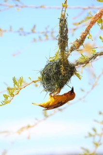 Cape Weaver