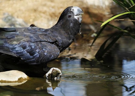 Red-tailed black cockatoo