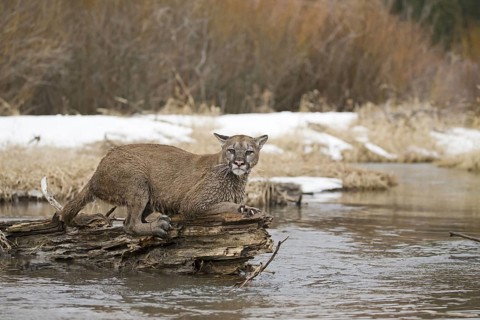 Cougar