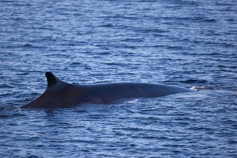 Fin whale