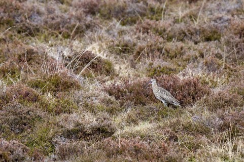 Eurasian Curlew