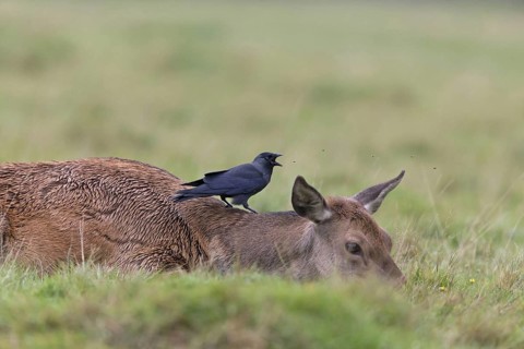Red deer