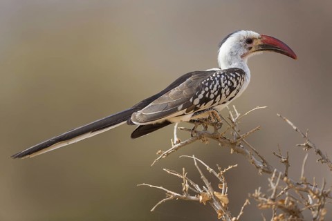 Red-billed hornbills