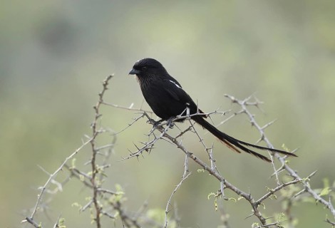 Magpie Shrike