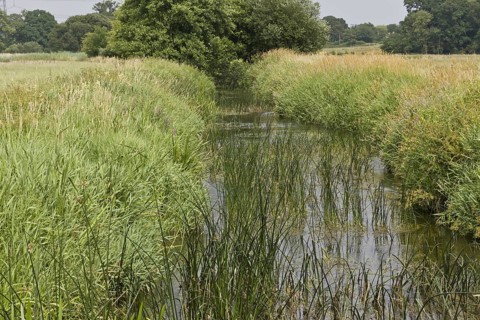 Clean and biodiverse chalk stream