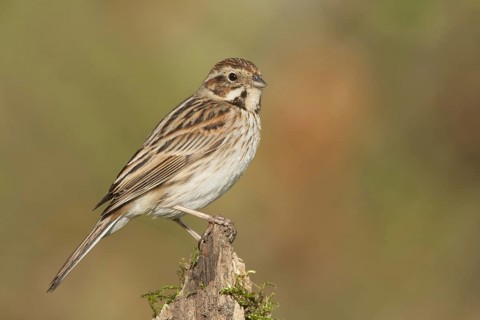 Reed Bunting