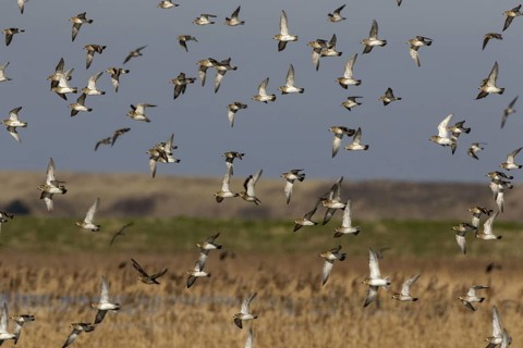 Winter plumage Golden Plover