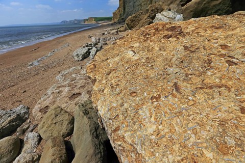 Belemnite rostrum fossils in rock at base of cliff on beach