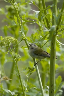 Tennessee Warbler
