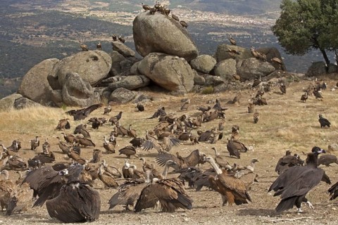 Eurasian Black Vulture