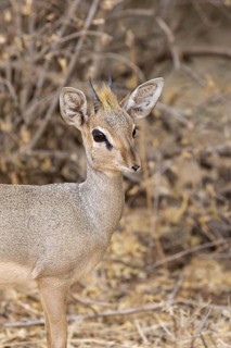 Guenther's Dik-dik