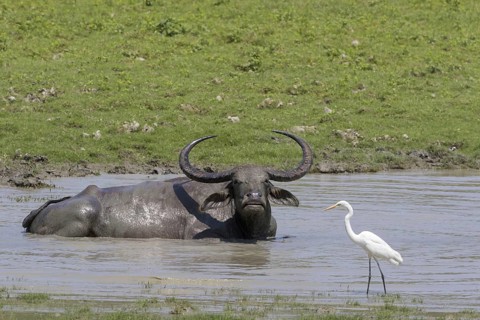 Water buffalo