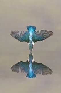 Common kingfisher