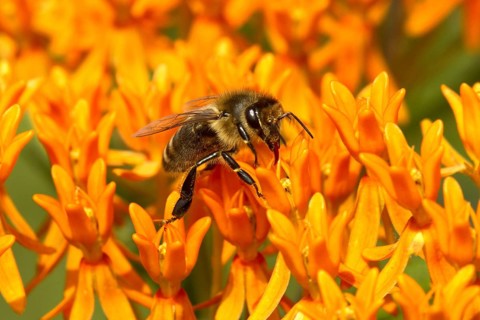 Western Honey Bee