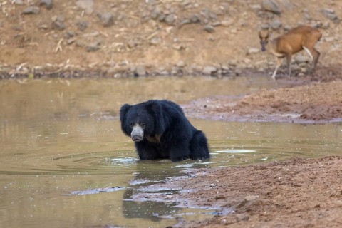Sloth bear