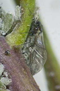 Mealy cabbage aphid