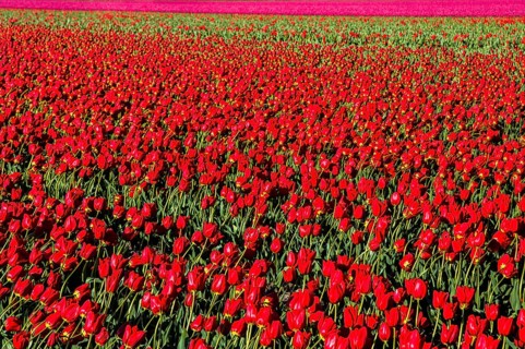Flowering tulip fields