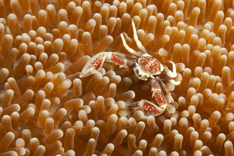 Spotted anemone crab