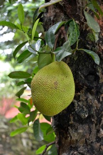Jackfruit