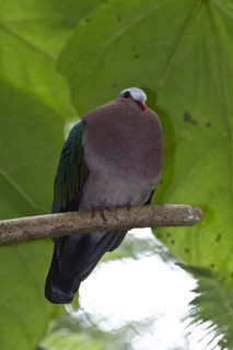 Common emerald dove