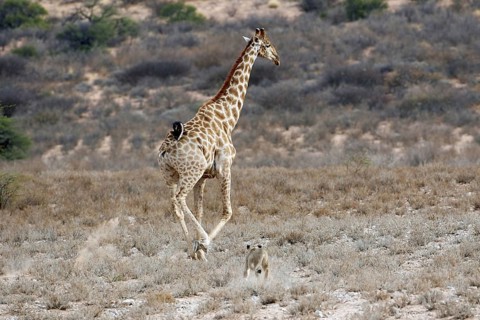 Southern african lion