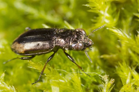 Big-eyed Bronze Ground Beetle