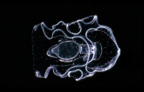 Worm sea cucumber
