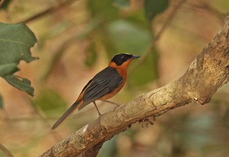 Adult female Snow-crowned snowy-crowned robin-chat