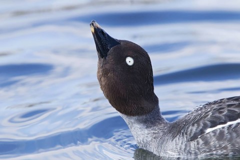 Common goldeneye