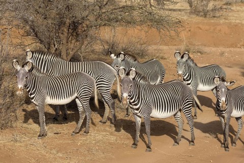 Grevy's grevy's zebra