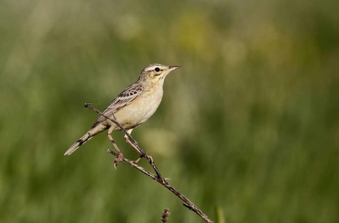 Tawny Pipit