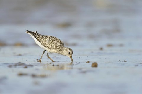 Black-bellied plover
