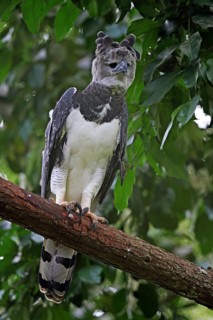 Harpy Eagle