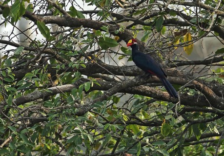 Violet Turaco