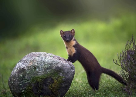 Pine Marten
