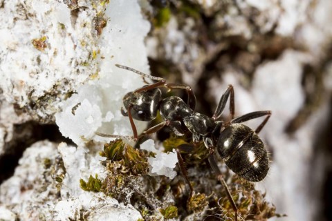Ant