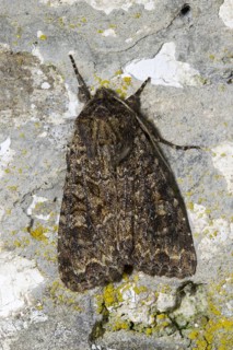 Dusky Brocade